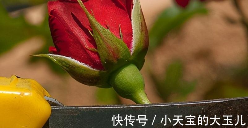 植物何时需要疏剪,花卉何时需要疏花