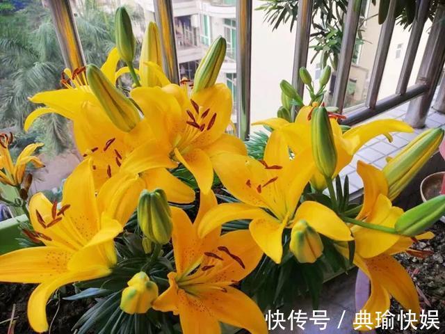 百合花|养百合花真上瘾，长的快、开花多，寓意还好，每个品种都想养！