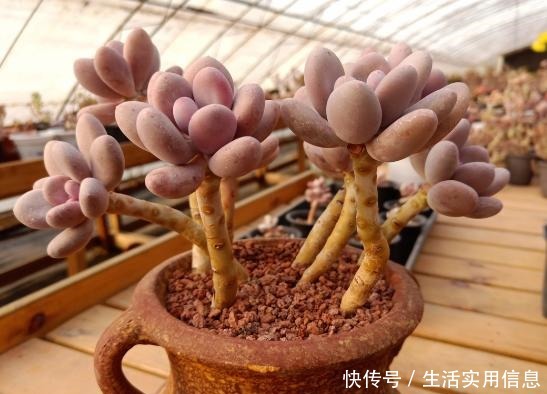 5种超级好养的多肉,如果初次接触多肉,建议不要错过!