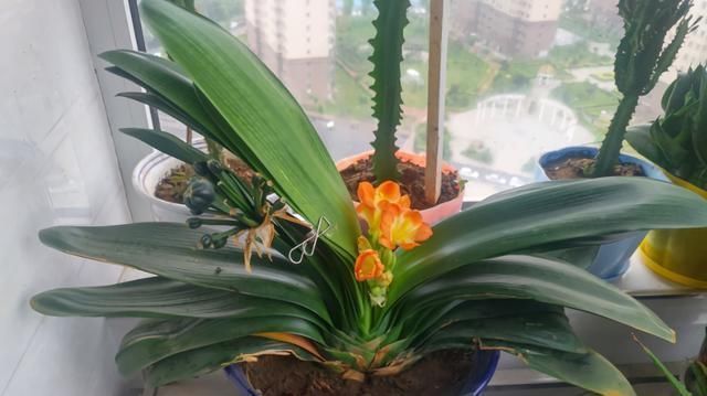 生长|立秋之后,做好4件事,君子兰9月疯长,年底爆花