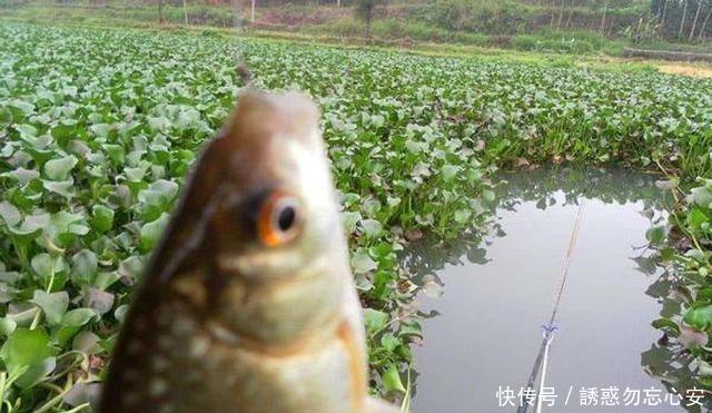 别人泡的酒米，诱鱼效果就是比你的强，那是把控了几个细节！