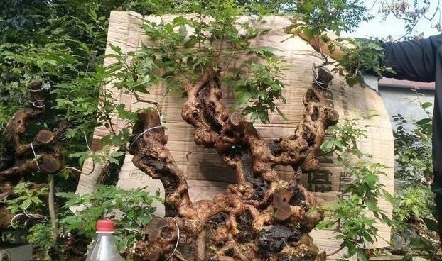 虫眼|山路边挖来的“虫眼桩”,捡回埋在沙盆中,3个月发新芽、价猛涨