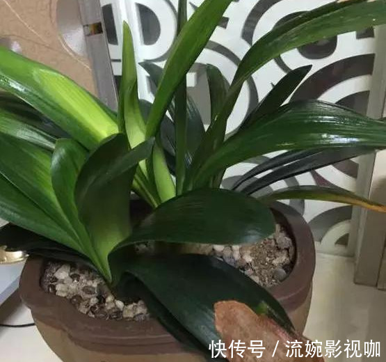 君子兰肥|君子兰肥到流油,长寿花开不断,原来他用了这个小方法!