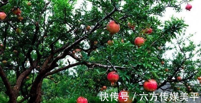 富贵&“院中有五树,子孙一直富”,这五树说的哪些树,有科学依据吗?