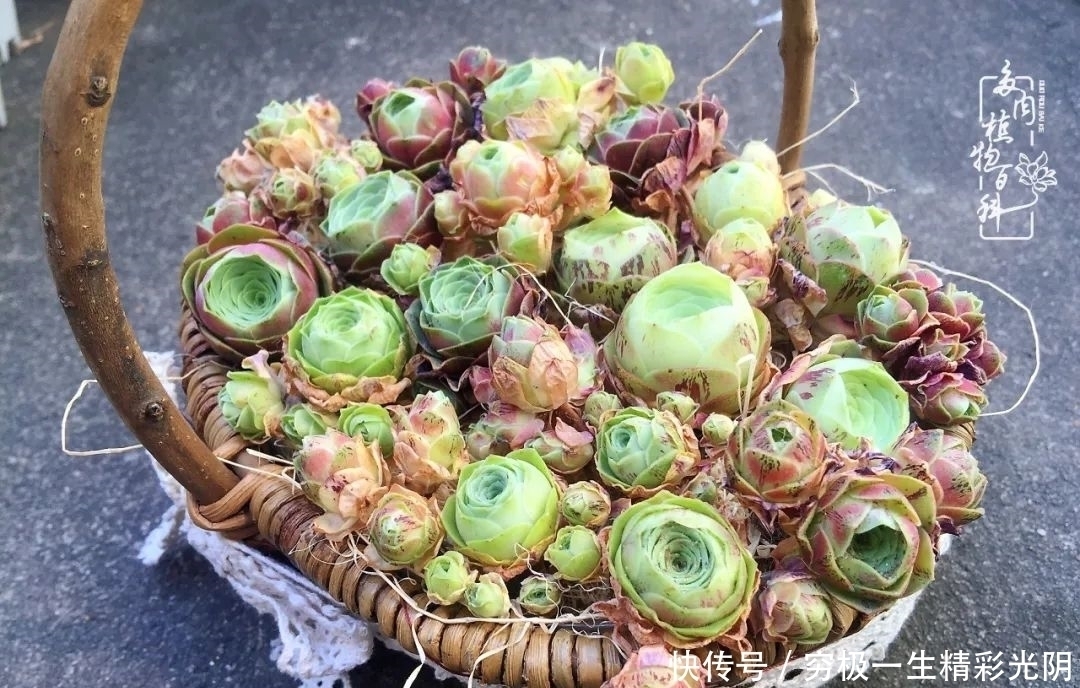 山地玫瑰的那些事儿关于养护过程中遇到的灵魂18问