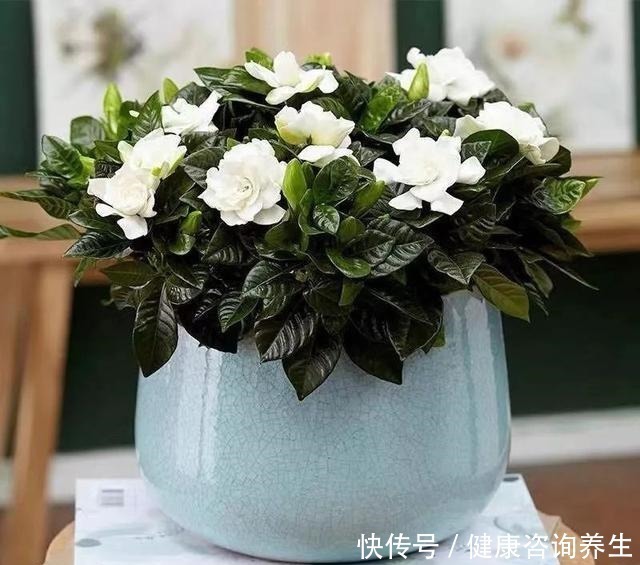 植物|想让家里病菌少,就养这五种植物,漂亮又好养,家里至少要有一种!