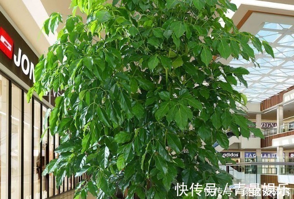 养花不如“养树”,这4种树镇宅又招财,时间越久越增值!