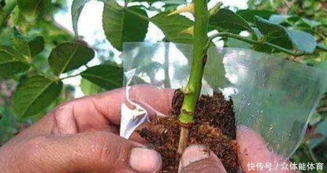 扦插月季失败，试试这种繁殖方法，更容易成活！