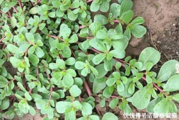 埋沒在農村4種抗癌野菜，很多人嫌臟不愿吃，卻比蒲公英好100倍