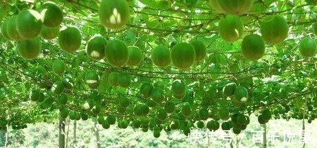 果子|此果子名字太夸张, 很少有人见过, 却是治疗久咳不愈的神药!