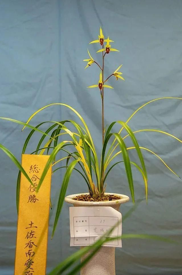 丸姬|日本寒兰欣赏