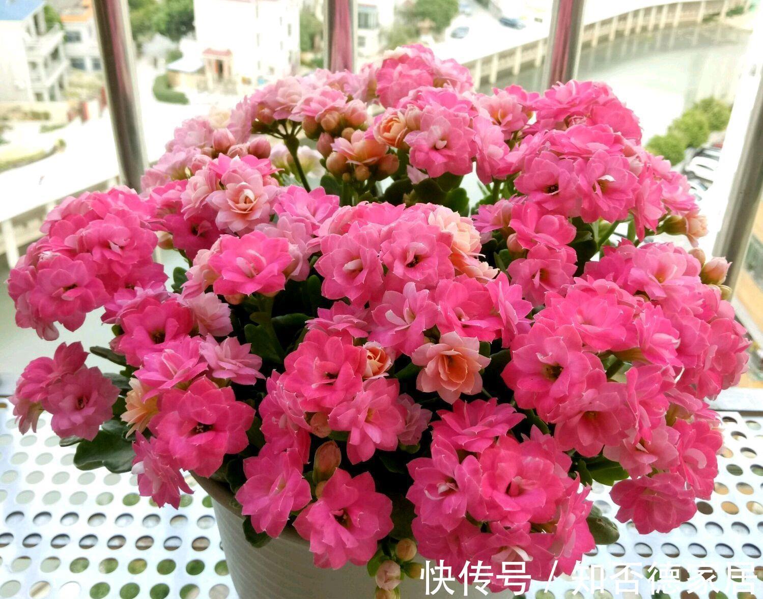 吉祥花|10大“吉祥花”适合养客厅,格调高,株型美,旺财又护家