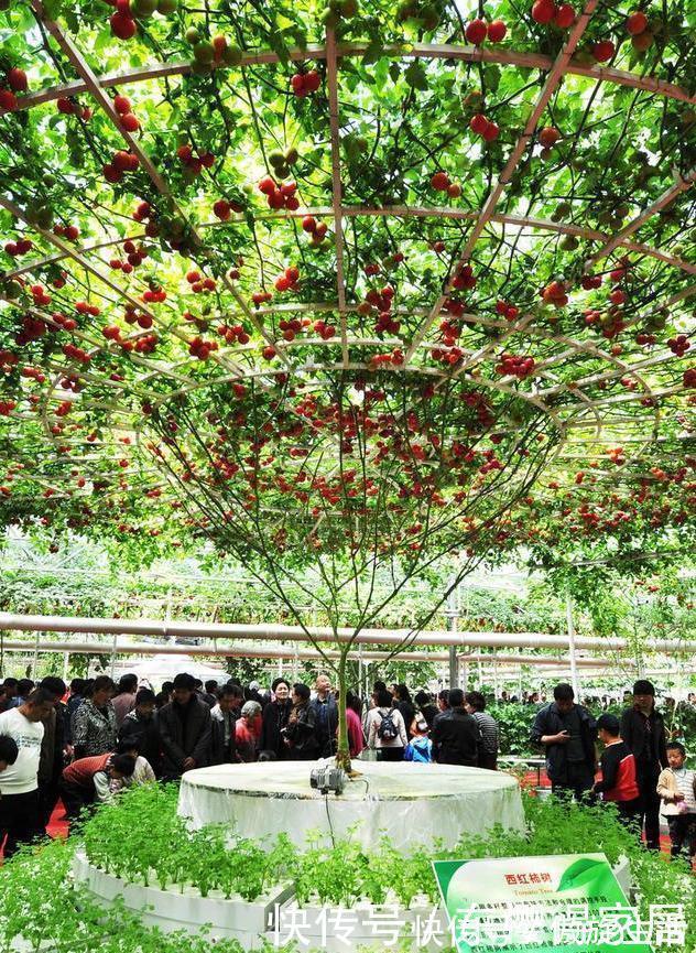 西红柿长成“参大树”,一棵能结果上万个,味美个大吃不完