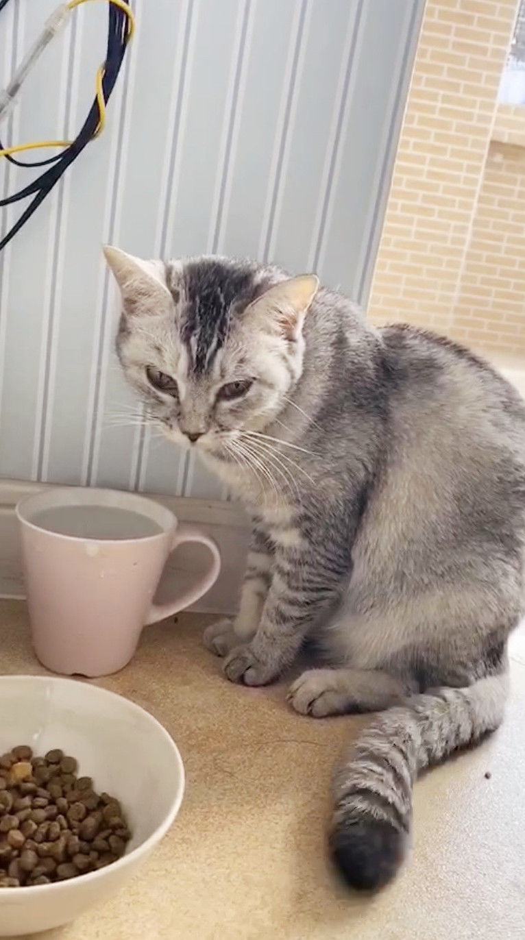 传腹的猫会一直喝水吗