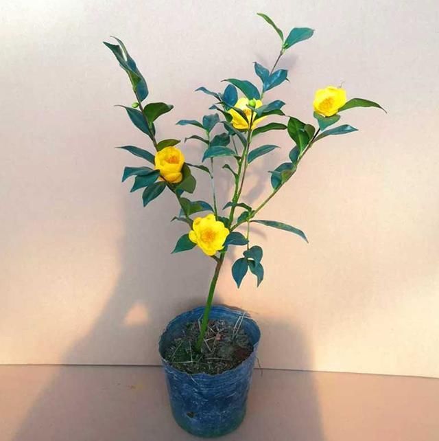 山中若|山中若见此物,请答应我,双手插袋,不要取下