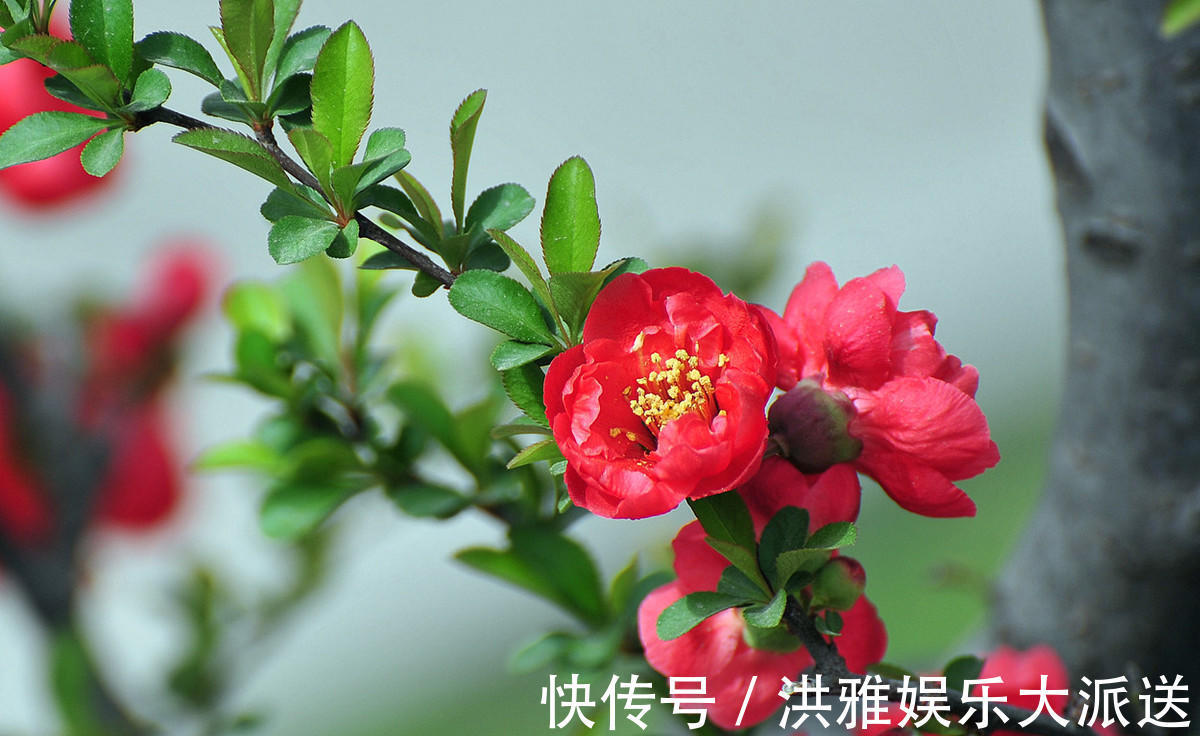 浇水|长寿冠海棠没事剪剪叶,只留花,美得更突出