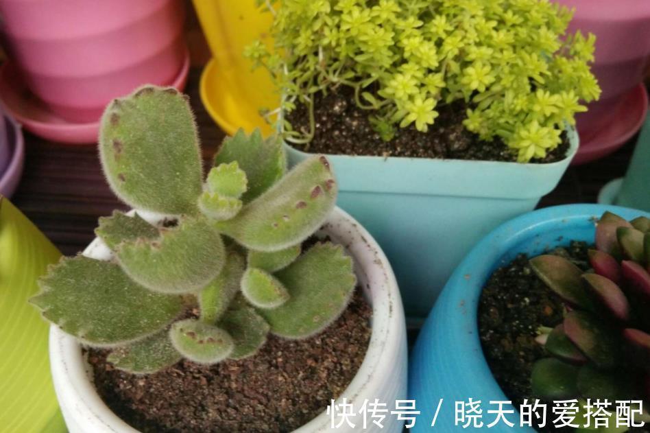 养毛绒绒多肉熊童子,做到这4点,不掉叶,呼呼长爆盆