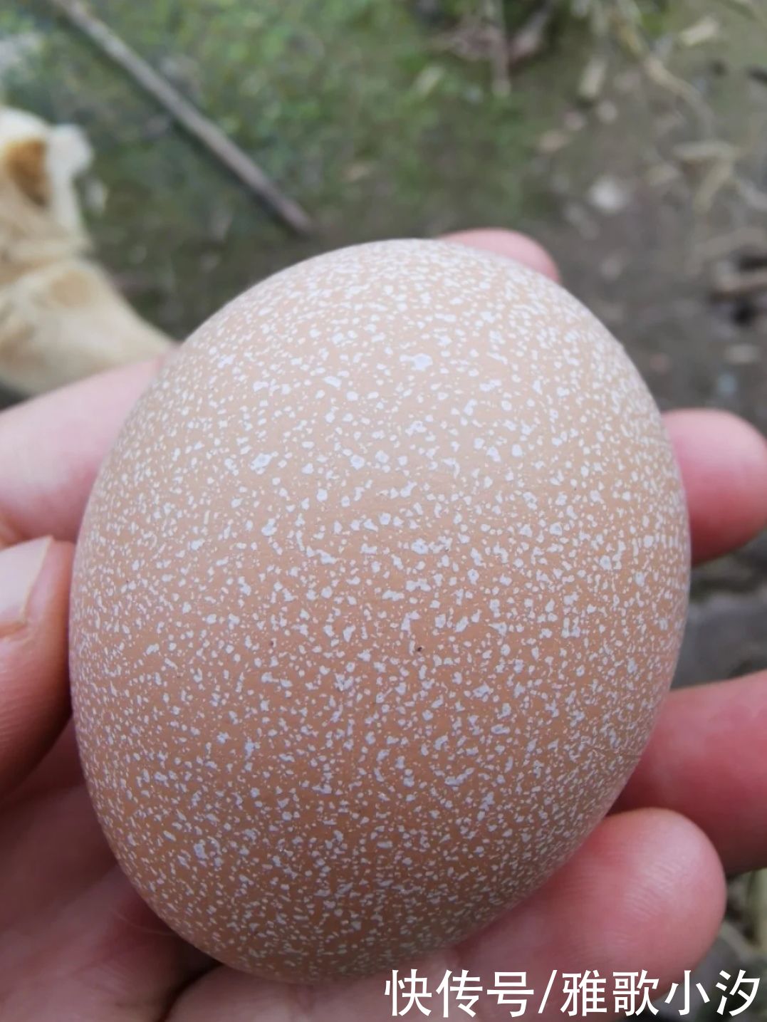 妈妈|英国妈妈晒出“超级巨蛋”，网友：这只母鸡吃了啥？