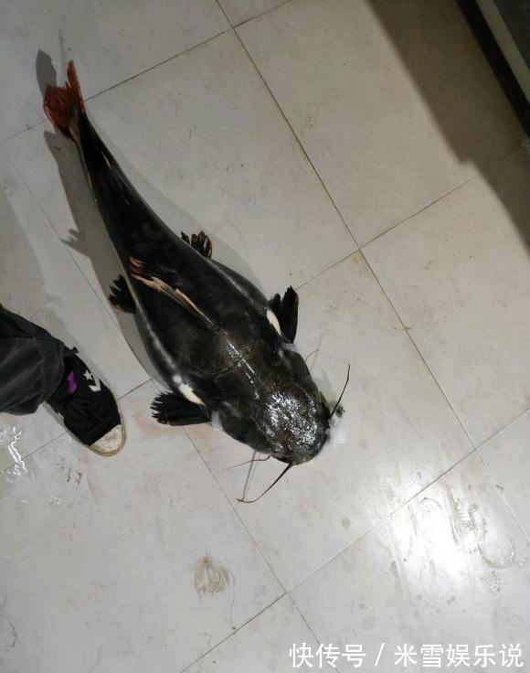 有人珠江钓起“大嘴巨鲶”,几十斤重,钓鱼人:一肚子鱼籽