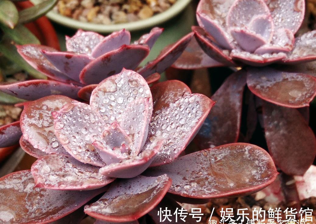 夏季|这8款多肉本身不容易褪色，秋天太阳稍稍晒一下还能变得更美