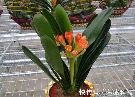 瓜子皮|什么花生壳、瓜子皮都不如“两种肥”,拿来养君子兰,叶绿花更旺