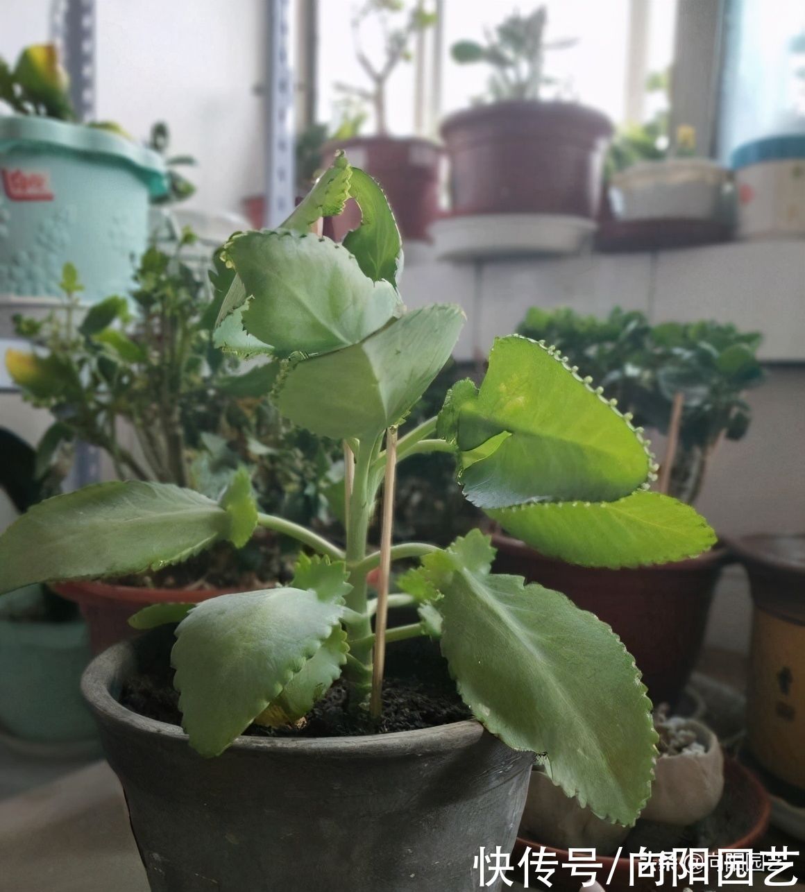 养几棵不死鸟，长大后留着嫁接，嫁接长寿花，开花数量翻倍