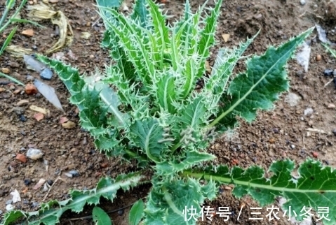 小蓟|农村浑身是刺的野草,人们避之不及,城里8元一斤是上好野菜