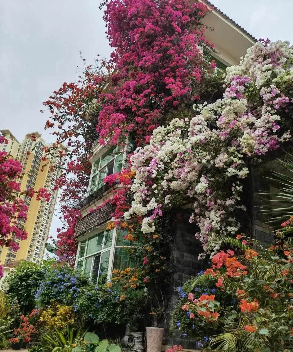 这5种耐旱花,浇水要小心,不烂根不黄叶,养旺很简单