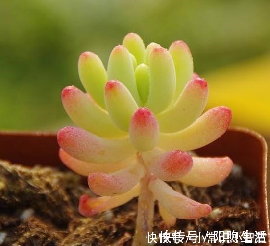 美靓多肉|女同学喜爱的8种“美靓多肉”，就是难养了点，看看你都养过没！