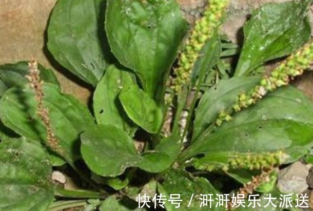 专家|车前草泡水喝到底有什么好处你清楚吗医学专家告诉你