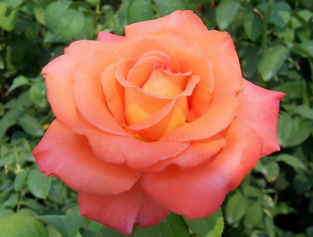 虎刺梅|养这6种花的人太聪明了，一年四季都在开花，家里时时刻刻能赏花