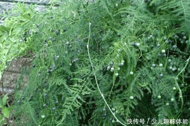 高手养文竹,开满了金花,还结了上百个小果子,这果子好吃吗!