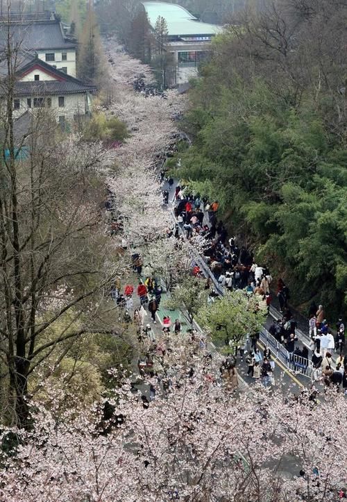 南京街头道路变身樱花的海洋，吸引众多游人前来赏花