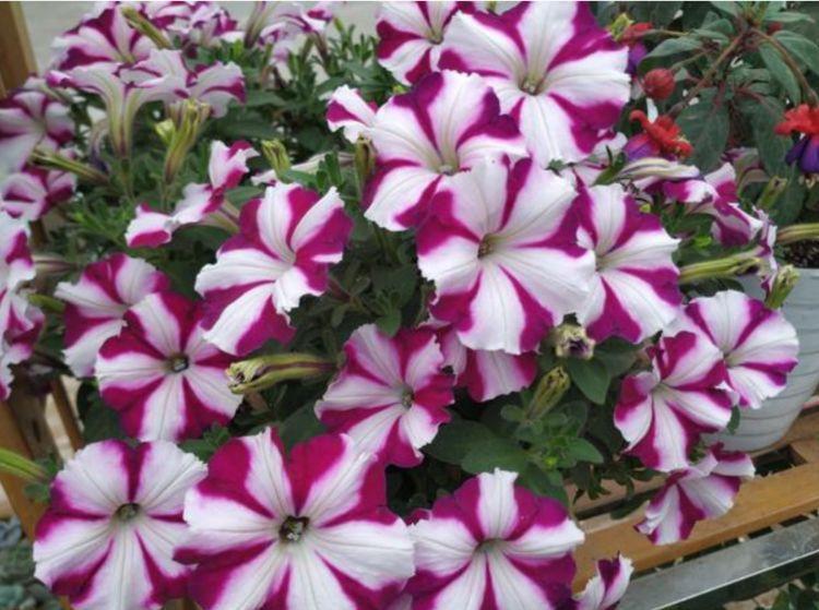 家里养上“4种花”,直接变成小花园,花开满盆,你家有吗?