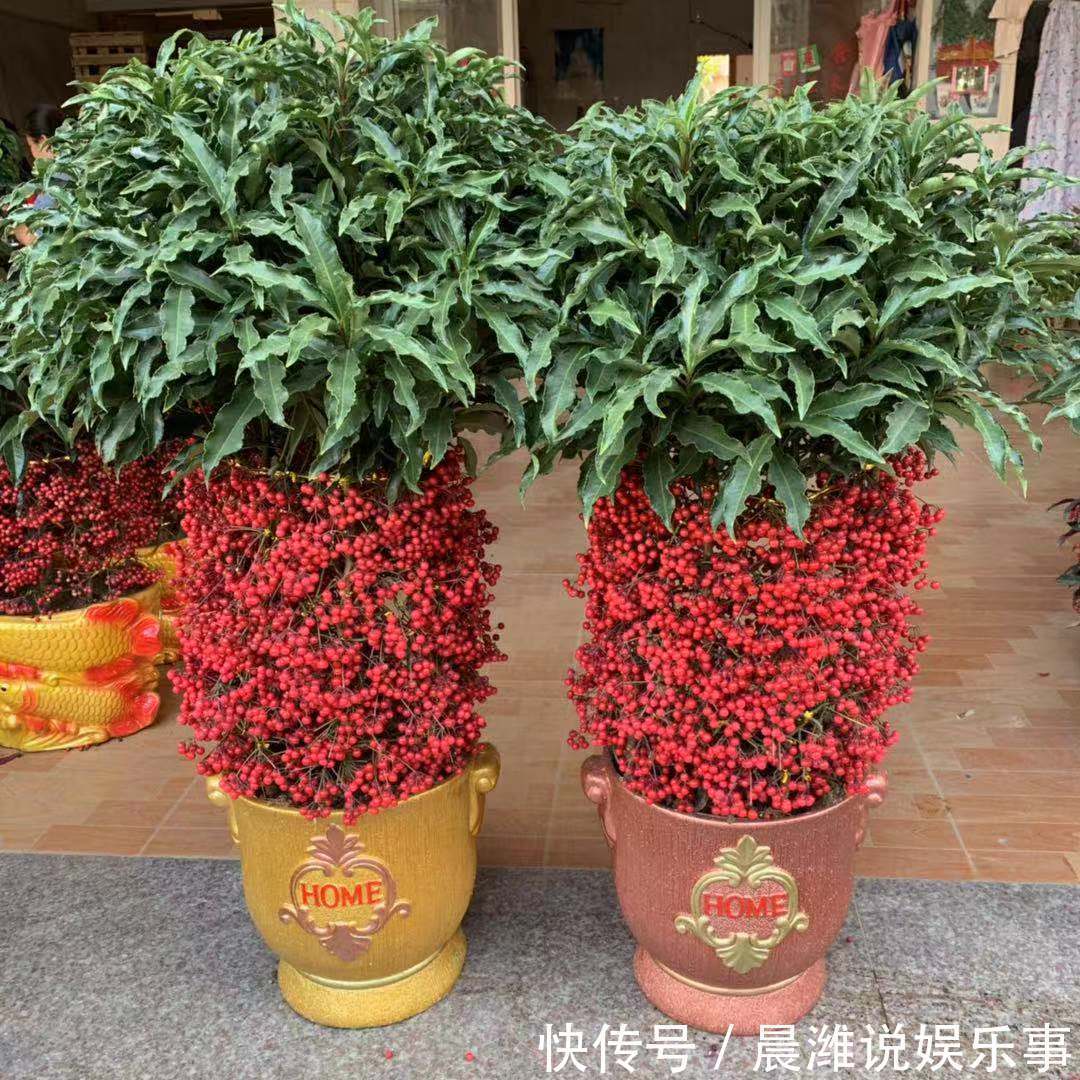 花开时节|3种“富贵花”,开花吉祥富贵,旺运招财,新的一年好兆头!