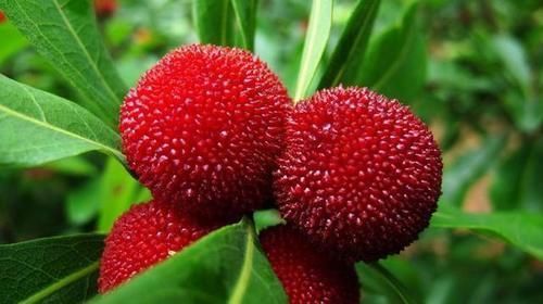 食物|想长寿先养生,推荐吃3种食物,排毒护肝,保护血管,美味又健康