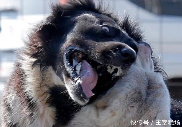 小孩子|血腥斗狗比赛再在吉尔吉斯斯坦进行,小孩子在一旁、拿手机拍照