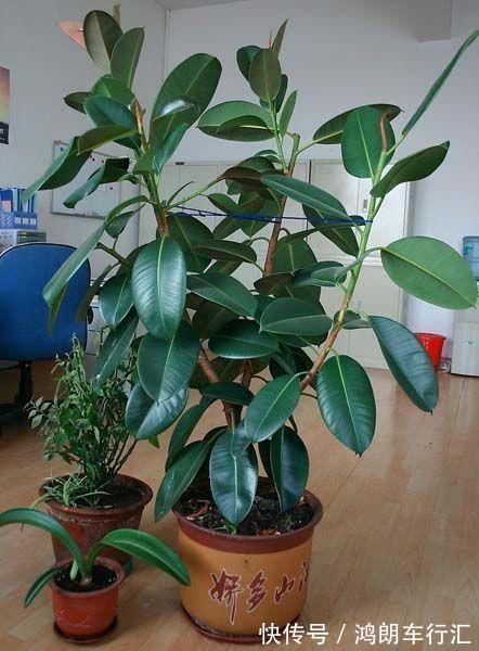 秋天快扦插，10种花不用买，掰个枝子插土里，嗖嗖生根，成活率高