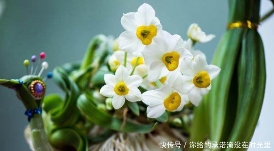 水仙花怎么养水培视频