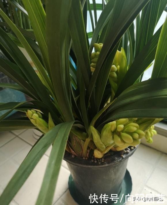 适合北方养的“兰花”,进口洋兰,开花6个月,适合放在客厅