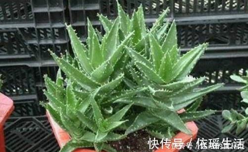 这四种绿植,十天半个月可以不浇水,爆芽、疯长到盆都装不下!