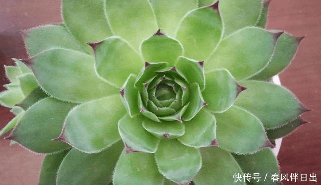 零下几度还长势良好的多肉,肉友们见过吗