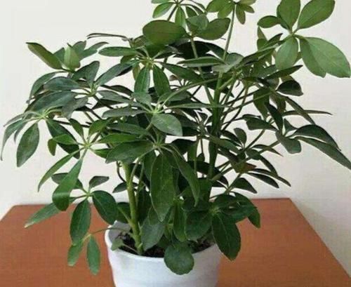 室内常摆放2种绿植,空气越来越好,让家人轻松拥有好睡眠