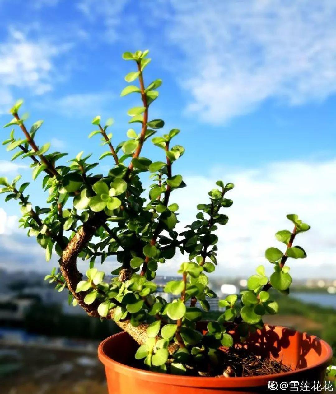10种耐旱花,2个月不浇水,叶子反而绿油油!
