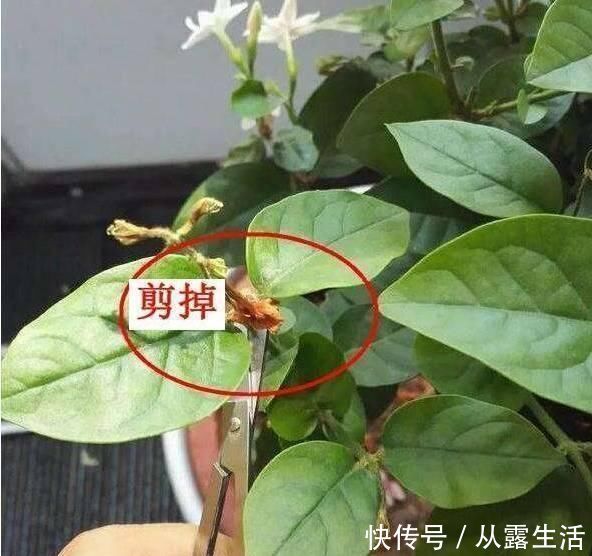 剪子|7月养茉莉花,1剪子下去“新枝条”翻倍,入秋又能“开爆盆”