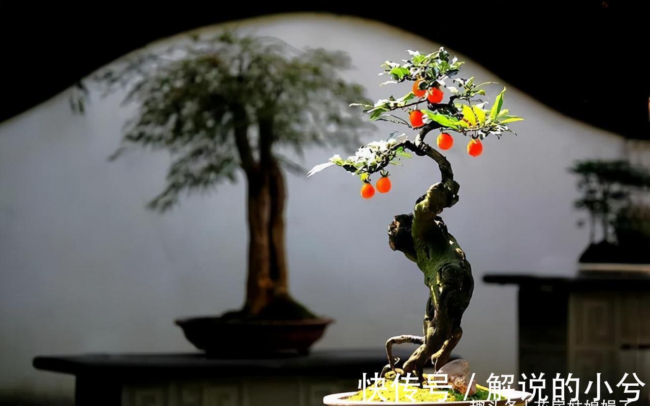 养花要先养根,根系弱植株也会生长不良,做好6点,养出强壮根系