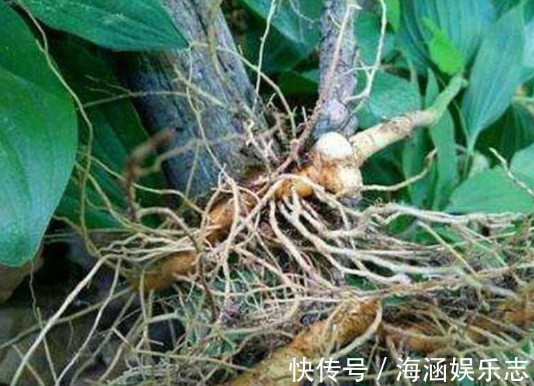 农村|农村一种草叫“鹿鞭草”,滋补效果好,男人喜欢用它泡酒喝