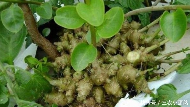 这种杂草叫藤三七,房前屋后都有,每斤100多块