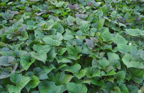 杏仁杏仁|好食物吃出好身体，3种食物离不开，去除皱纹、滋润身体！