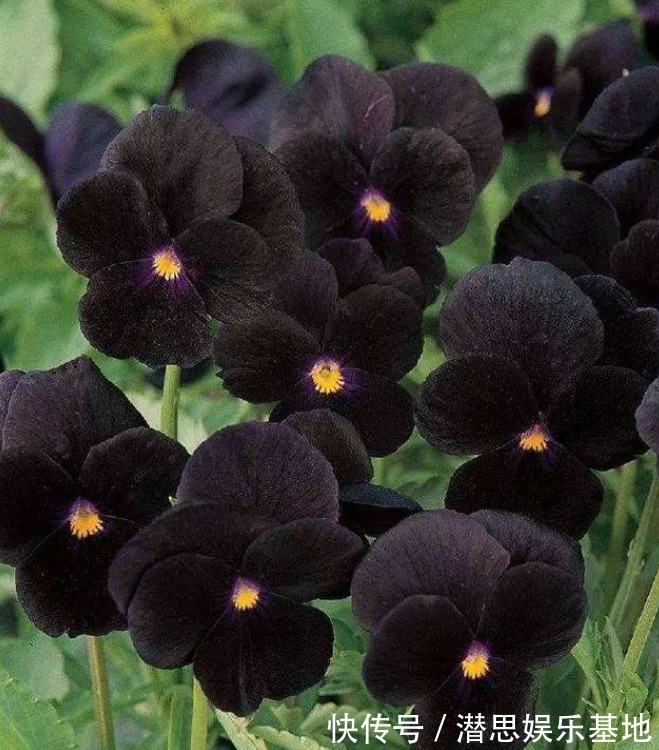 10种罕见的黑色花,都说很高贵,我怎么觉得诡异?